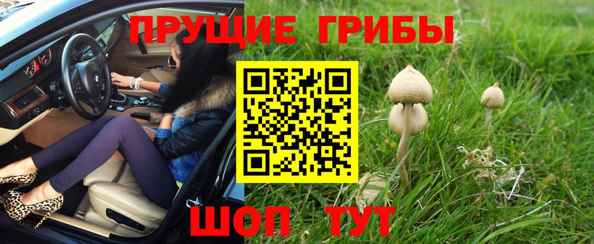 Псилоцибиновые грибы Psilocybe Ангарск